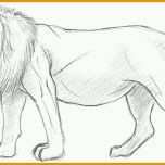 Am Beliebtesten Einen Löwen Zeichnen Lernen