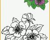 Ausgezeichnet Blumen Vorlagen 1 Draw Flowers