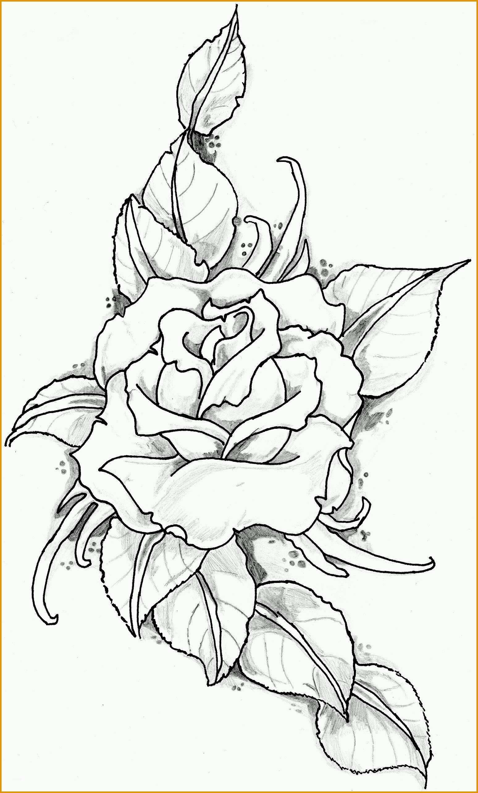 Beeindruckend Calla Zeichnen Blume Zeichnen Zeichnen Lernen Für Anfänger