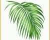 Bemerkenswert top 60 Palm Leaf Stock S and istock