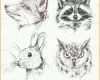 Empfohlen Fuchs Waschbär Hase Eule Zeichnung