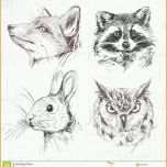 Empfohlen Fuchs Waschbär Hase Eule Zeichnung