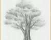 Erschwinglich Laub Baum Zeichnen Lernen Zeichenkurs
