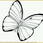 Erschwinglich Schmetterling Vorlage Pdf Die Erstaunliche Schmetterling