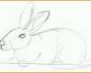 Größte Zeichnen Anfänger Vorlagen Gut Image Gallery Kaninchen