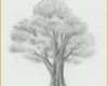 Hervorragend 3d Zeichnen Vorlagen Erstaunlich Laub Baum Zeichnen Lernen