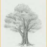 Hervorragend 3d Zeichnen Vorlagen Erstaunlich Laub Baum Zeichnen Lernen