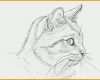 Modisch Tiere Malen Vorlagen Cool Eine Katze Malen Und Zeichnen