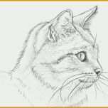 Modisch Tiere Malen Vorlagen Cool Eine Katze Malen Und Zeichnen