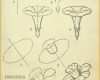 Sensationell Calla Zeichnen Blume Zeichnen Zeichnen Lernen Für Anfänger