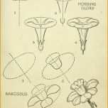 Sensationell Calla Zeichnen Blume Zeichnen Zeichnen Lernen Für Anfänger