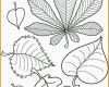 Spezialisiert Die Besten 25 Herbarium Vorlage Ideen Auf Pinterest