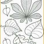 Spezialisiert Die Besten 25 Herbarium Vorlage Ideen Auf Pinterest
