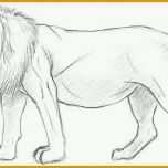 Überraschen Zeichnen Lernen Vorlagen Anfänger Erstaunlich Einen Löwen