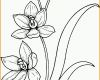 Ungewöhnlich Pflanze Mit Stengel Ausmalbild &amp; Malvorlage Blumen