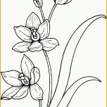 Ungewöhnlich Pflanze Mit Stengel Ausmalbild &amp; Malvorlage Blumen